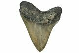 Serrated, Fossil Megalodon Tooth - North Carolina #345671-1